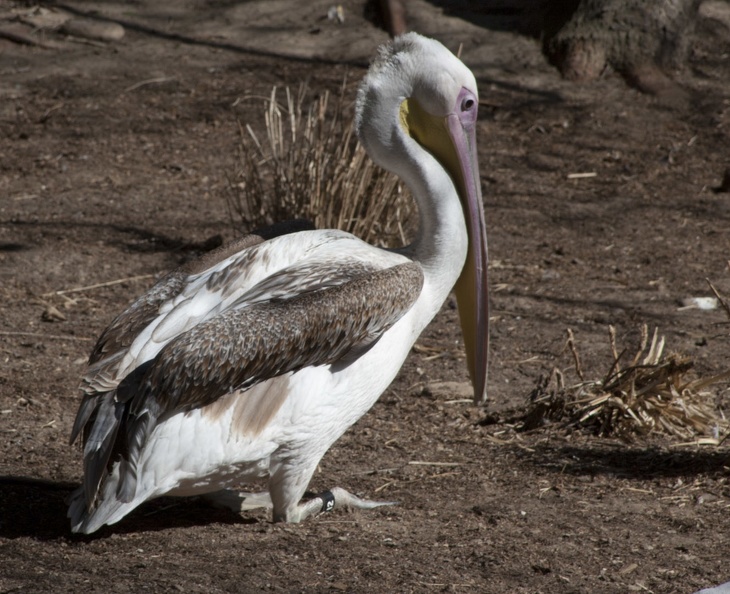 321-1665 San Diego Zoo - Great White Pelican.jpg